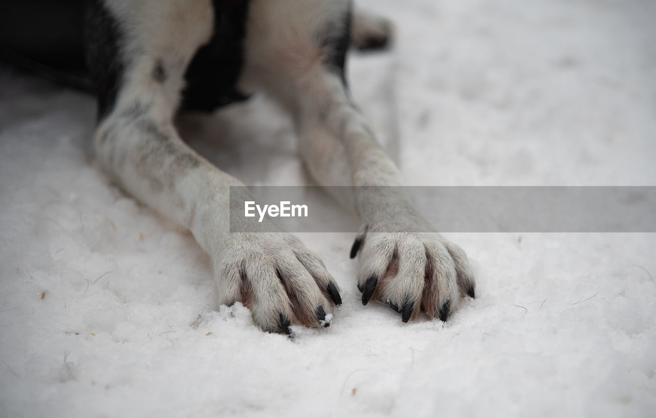 Paws/pads of a siberian husky dog in rovaniemi, finland