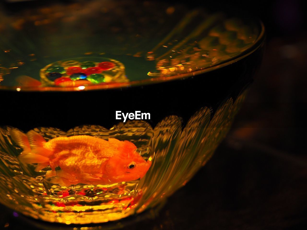 Close-up of goldfish in bowl