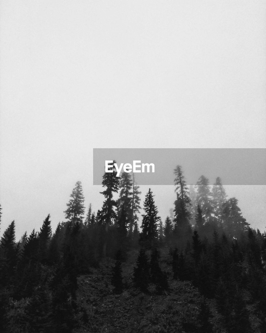 TREES ON LANDSCAPE AGAINST CLEAR SKY