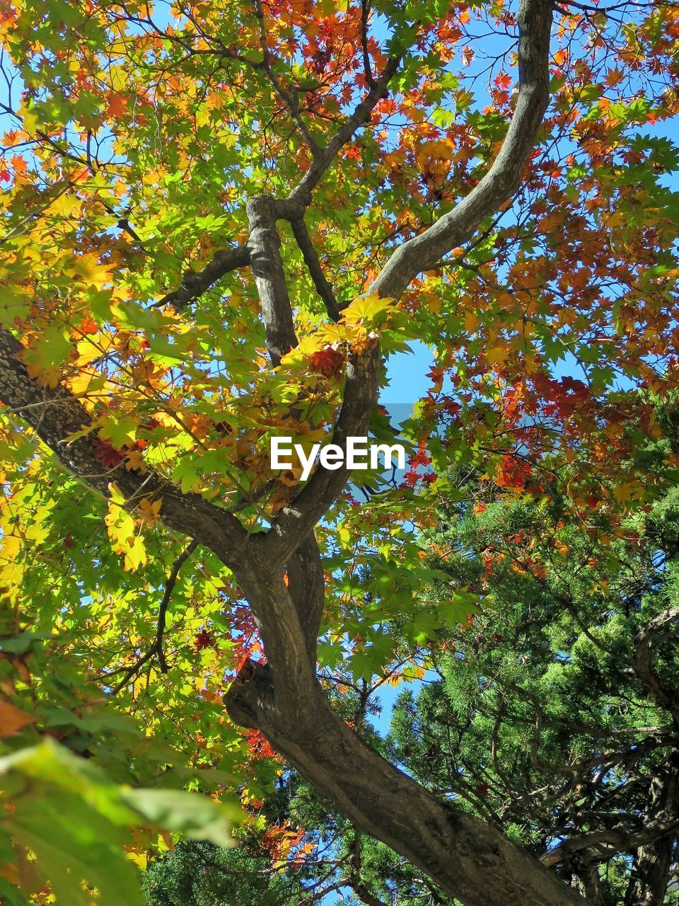 LOW ANGLE VIEW OF TREE BRANCHES