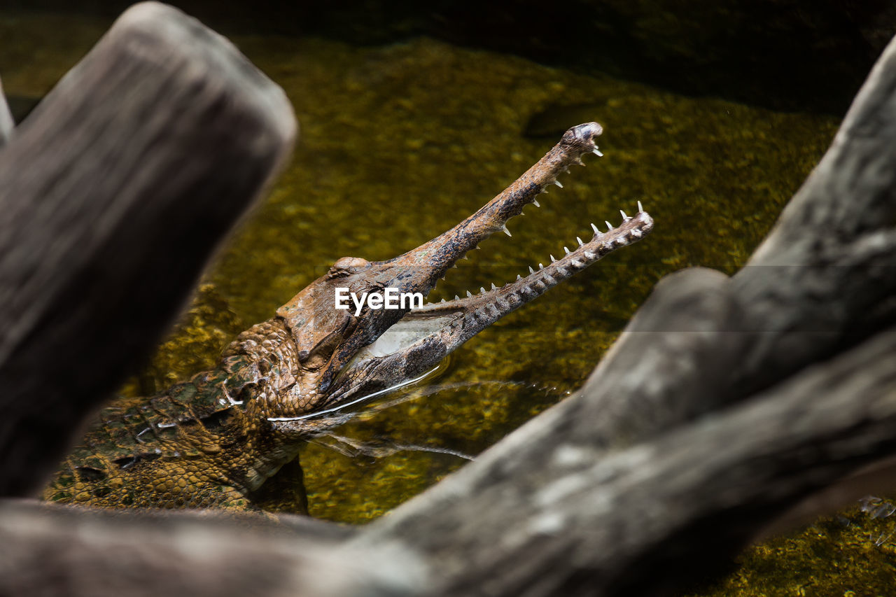 CLOSE-UP OF LIZARD ON TREE