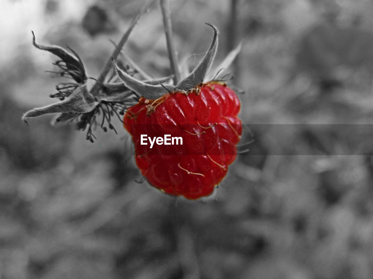 CLOSE-UP OF RED BERRIES