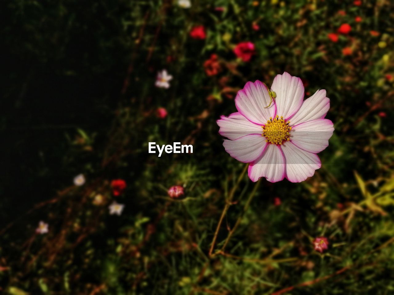 CLOSE-UP OF COSMOS FLOWERS