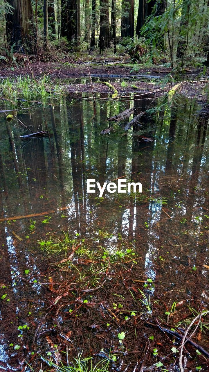 REFLECTION OF TREES IN LAKE WATER