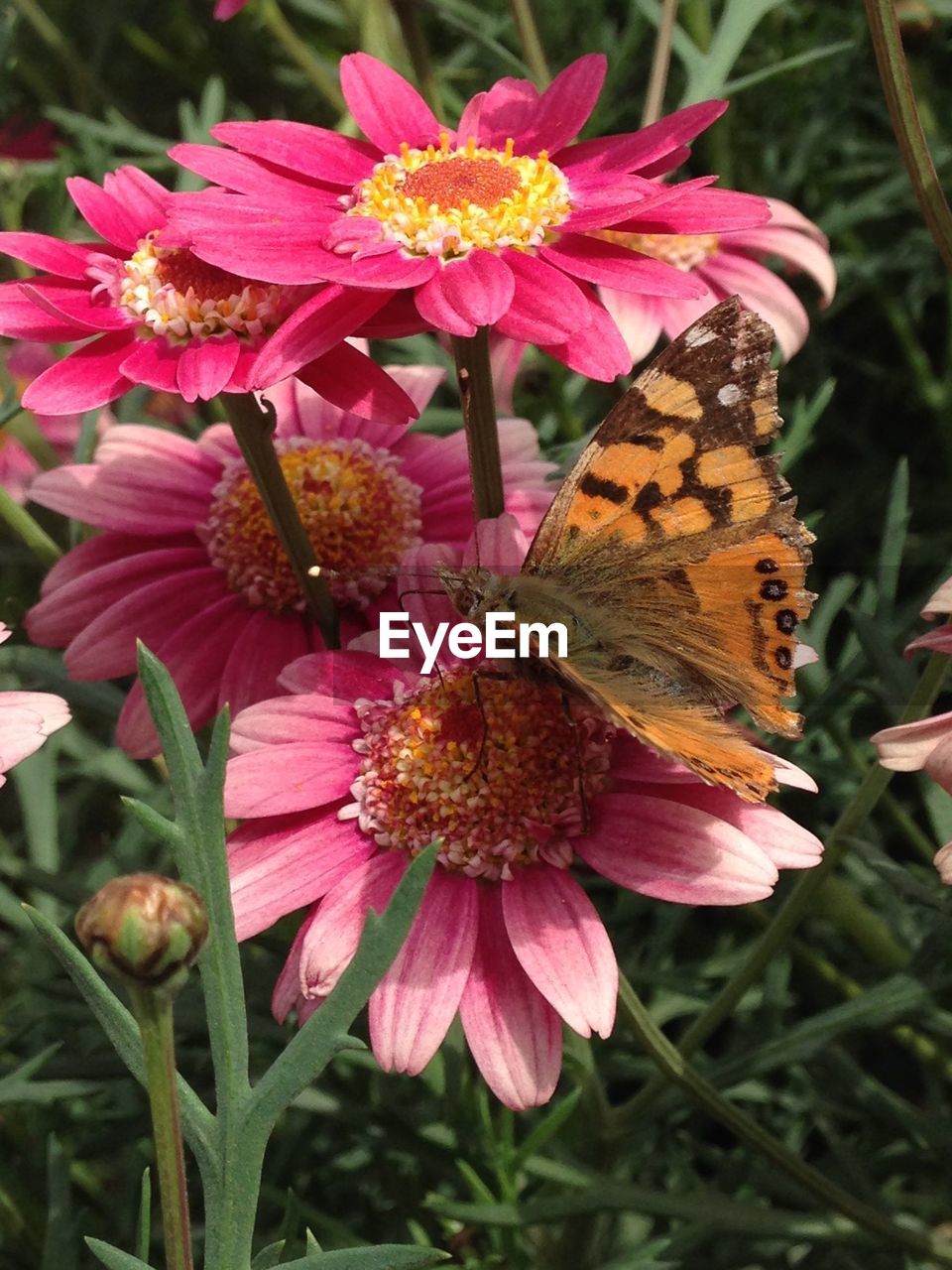 CLOSE-UP OF BUTTERFLY POLLINATING ON FLOWERS