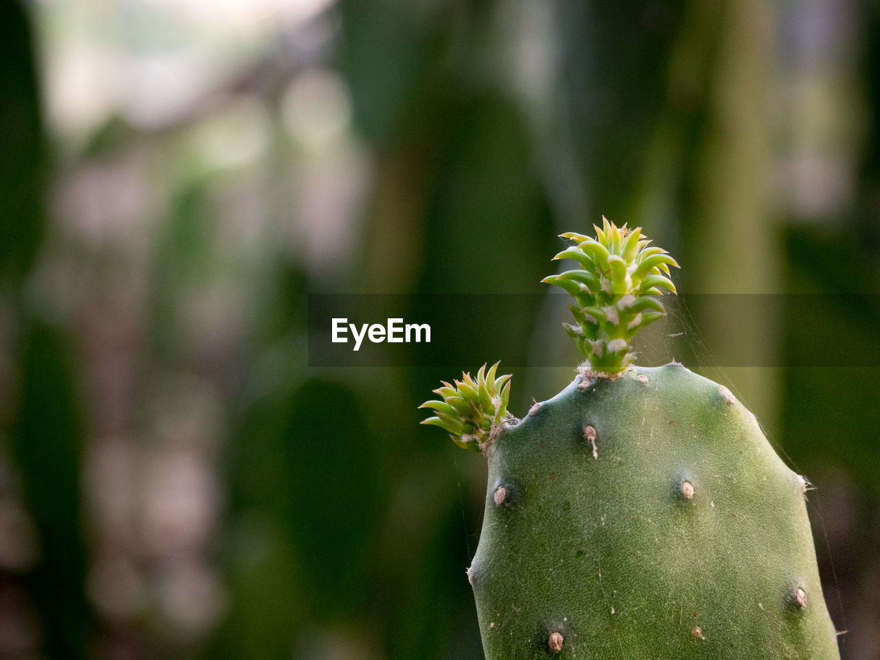 CLOSE-UP OF CACTUS PLANT GROWING OUTDOORS