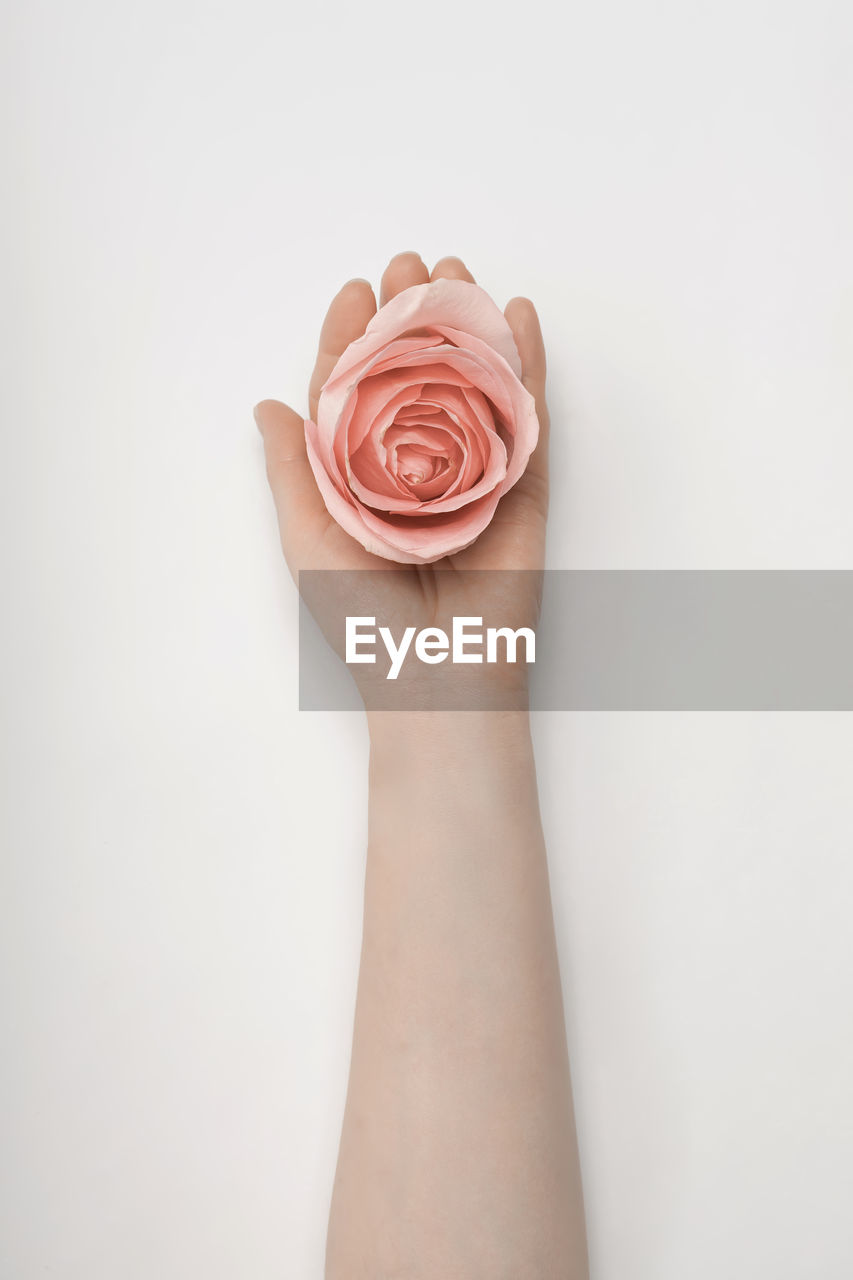 Close-up of hand holding rose over white background