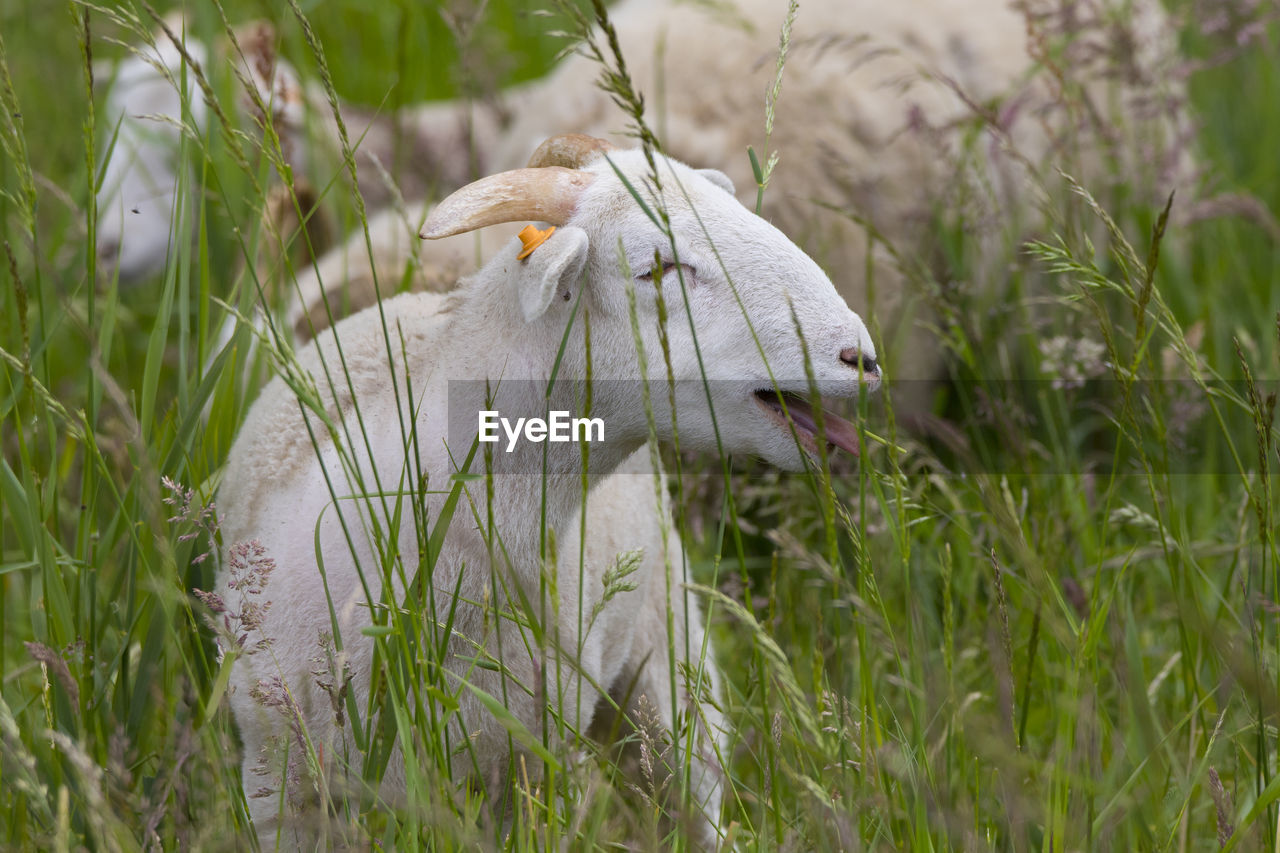 VIEW OF AN ANIMAL ON FIELD