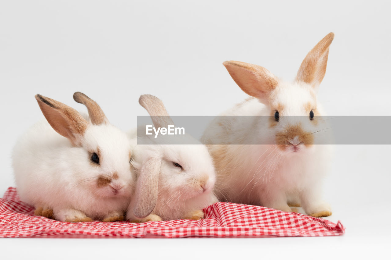 Rabbit portrait at the studio.