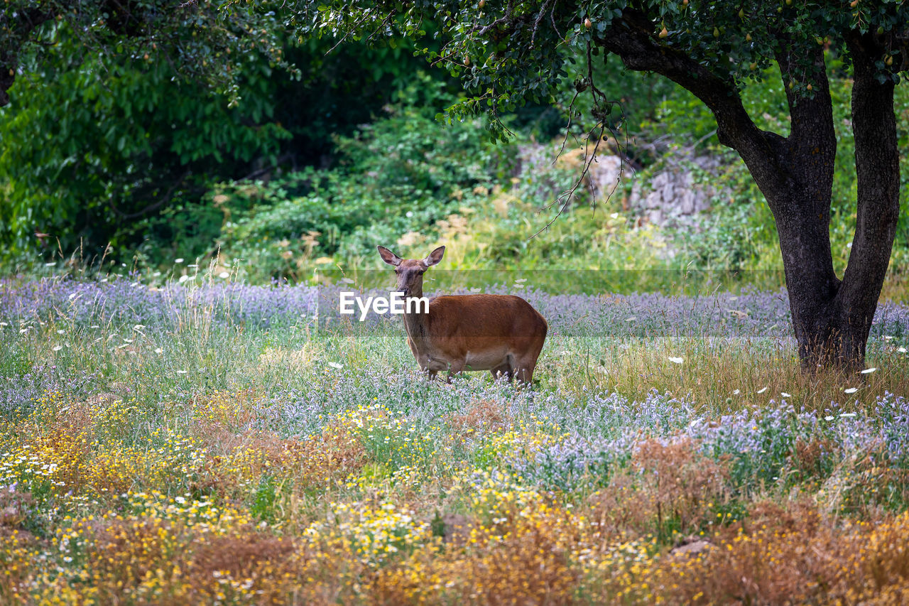 DEER STANDING IN FIELD