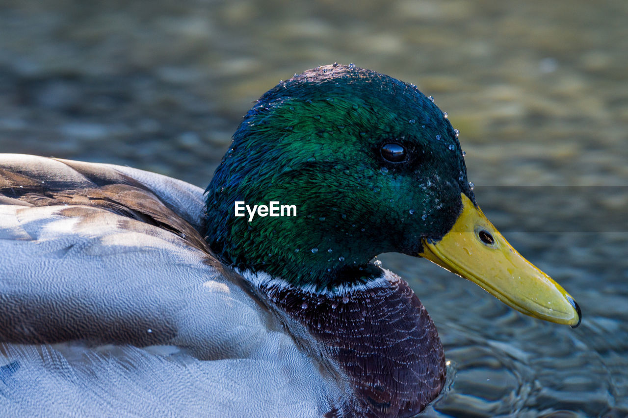CLOSE-UP OF A DUCK IN A LAKE