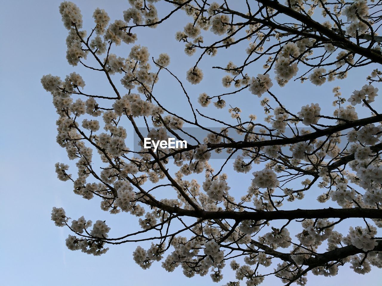 LOW ANGLE VIEW OF BLOSSOMS ON TREE