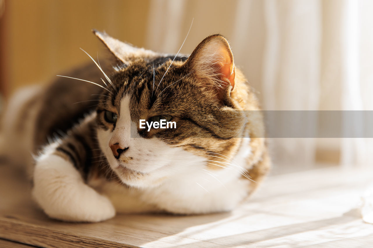 Close-up of cat lying on bed at home