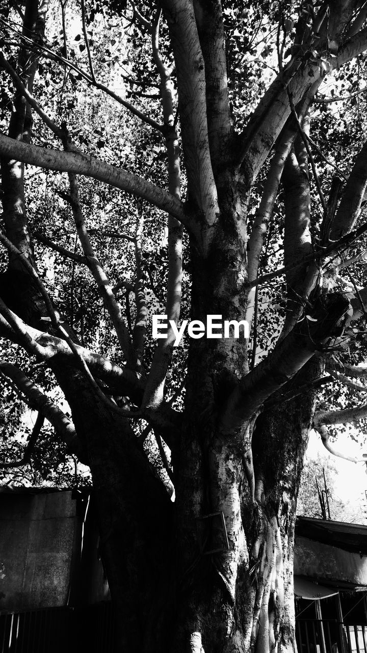 LOW ANGLE VIEW OF TREES IN FOREST