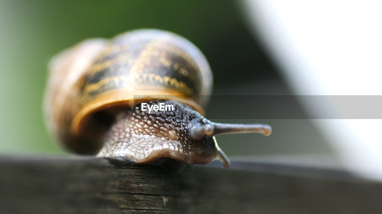 Close-up of snail