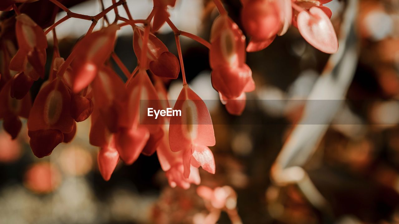 CLOSE-UP OF FLOWERING PLANTS