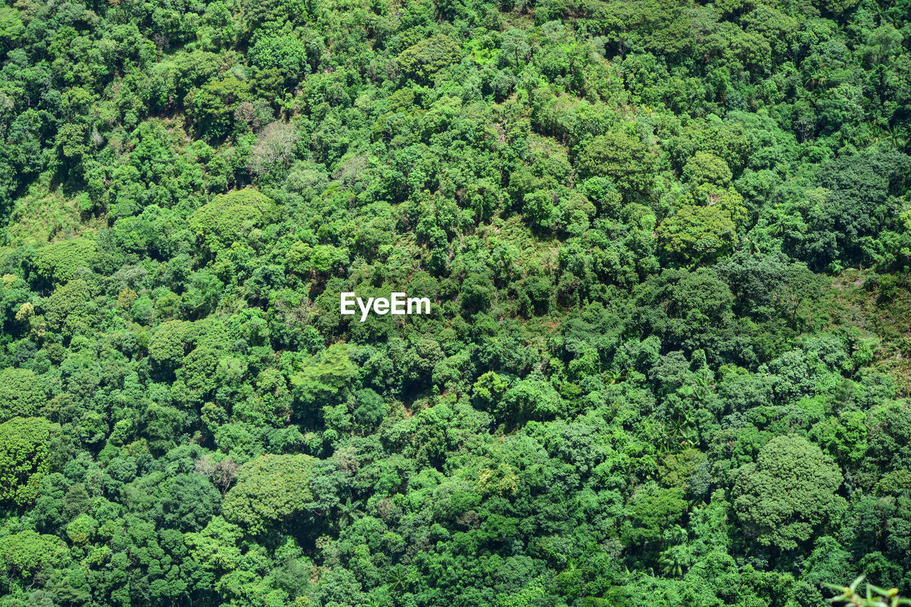 High angle view of trees in forest