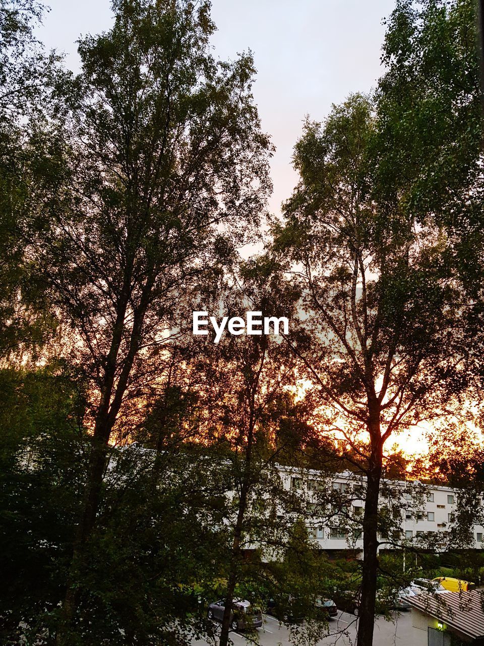 LOW ANGLE VIEW OF TREES AGAINST SKY