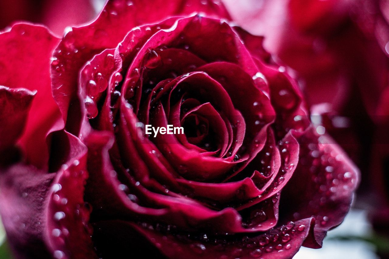 Close-up of wet pink rose