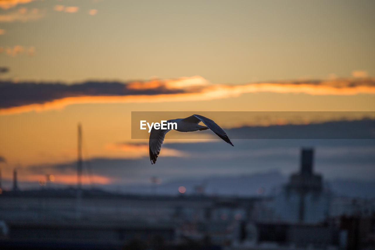 Seagull flying in sky during sunset