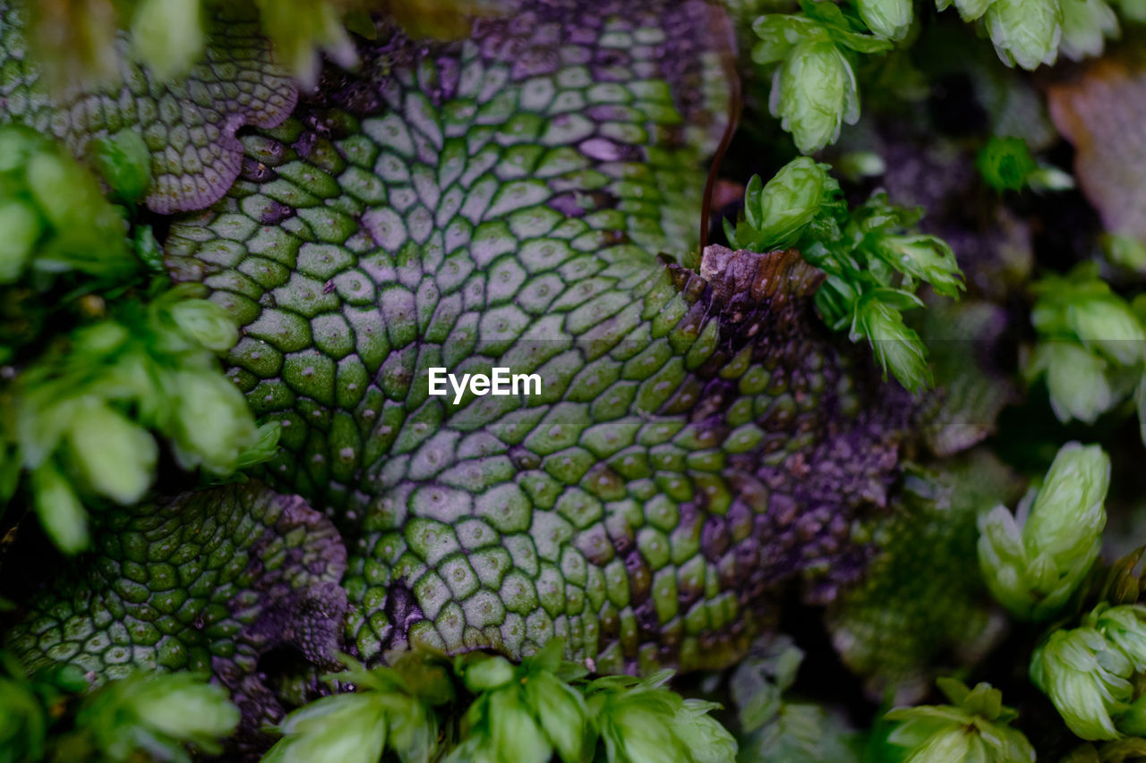 Full frame shot of purple flowers