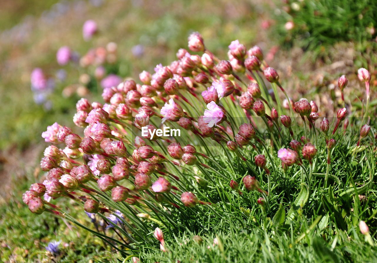 Close-up of pink flowering plants on field