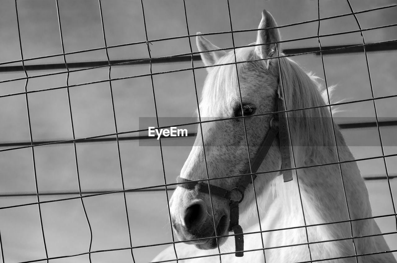 Close-up of horse in cage