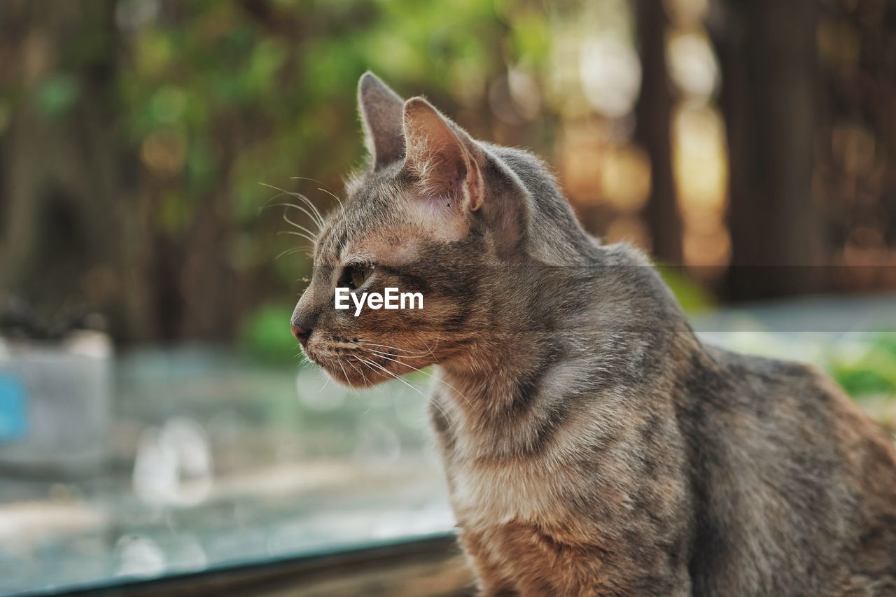 CLOSE-UP OF CAT LOOKING AWAY OUTDOORS