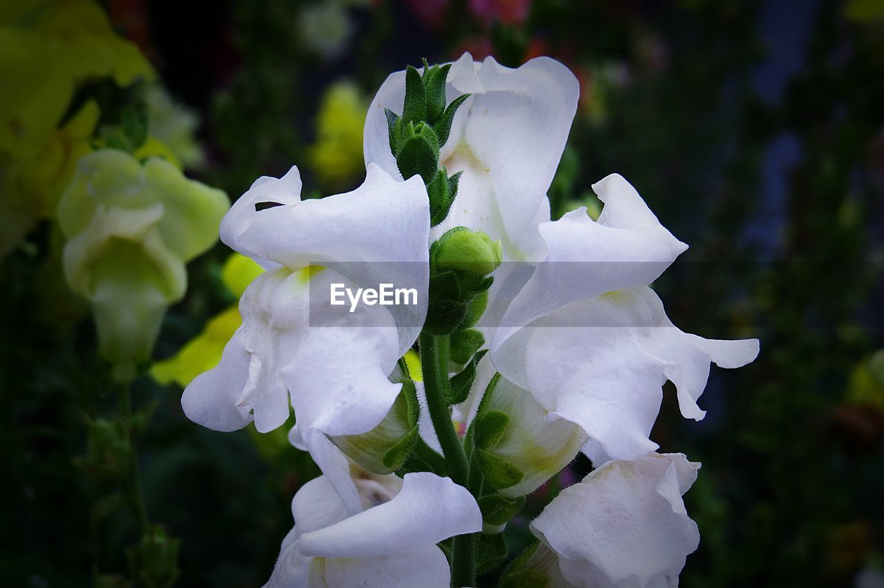 CLOSE-UP OF WHITE FLOWERS BLOOMING