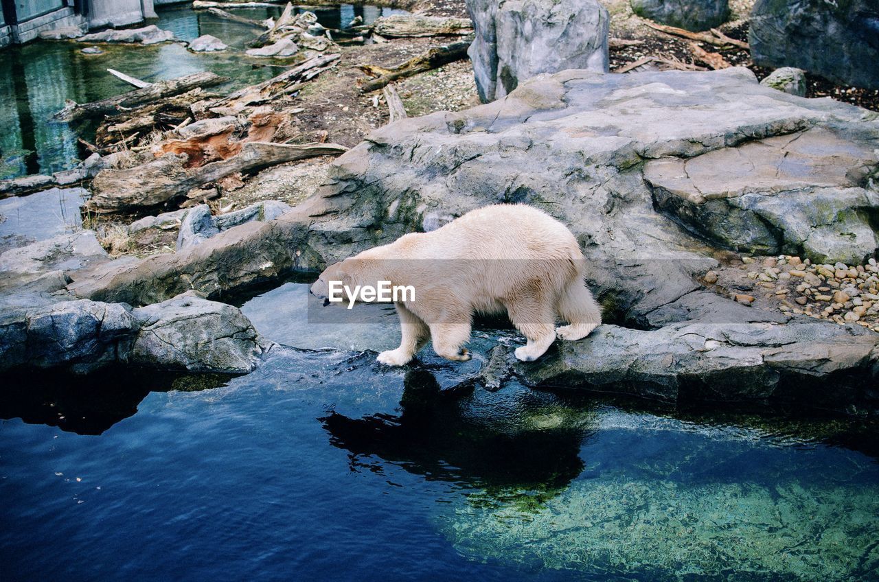 View of white bear on a rock 