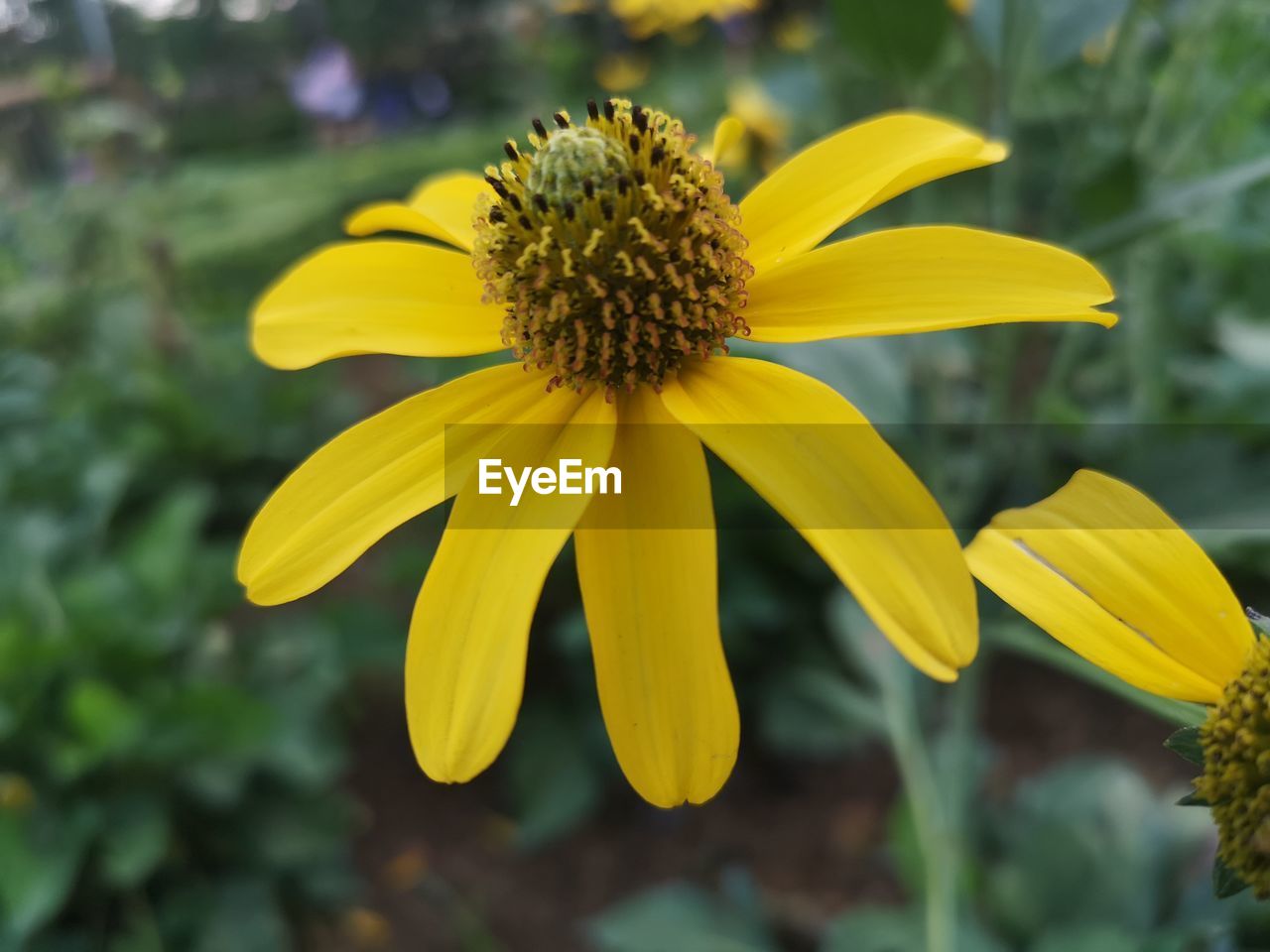 Close-up of yellow flower