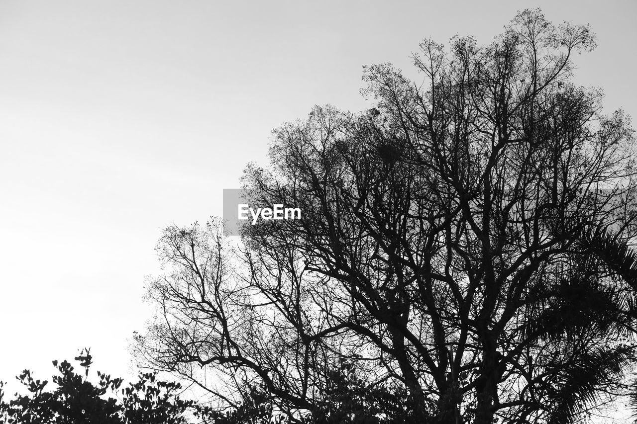 LOW ANGLE VIEW OF TREE AGAINST SKY