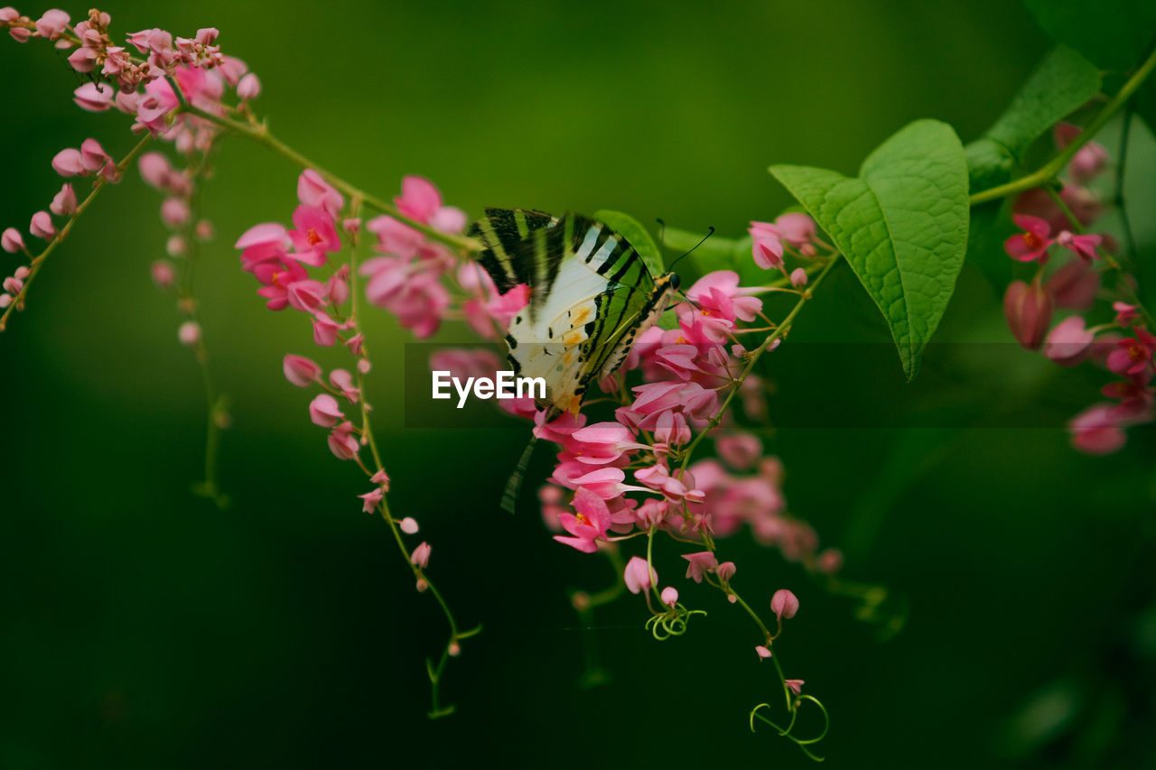 Close-up of butterfly on pink flowers