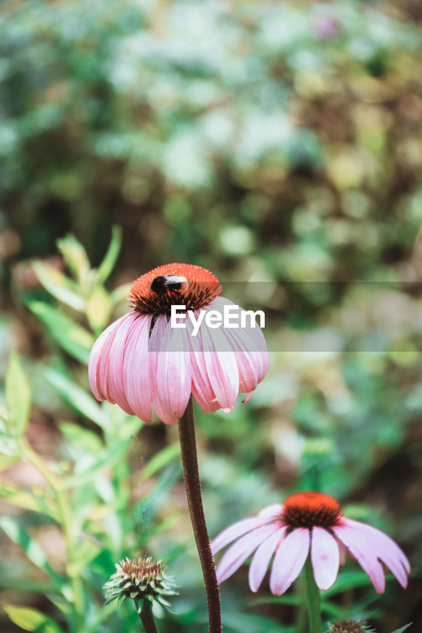 CLOSE-UP OF HONEY BEE ON PINK CONEFLOWER