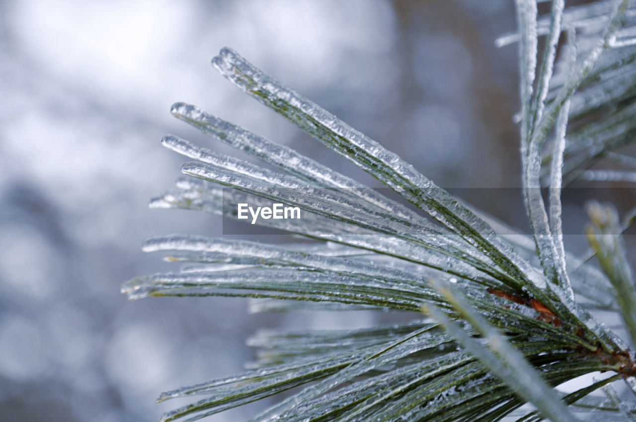 Close-up of icicles on pine tree during winter