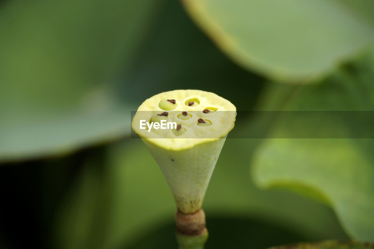 CLOSE-UP OF PLANT OUTDOORS