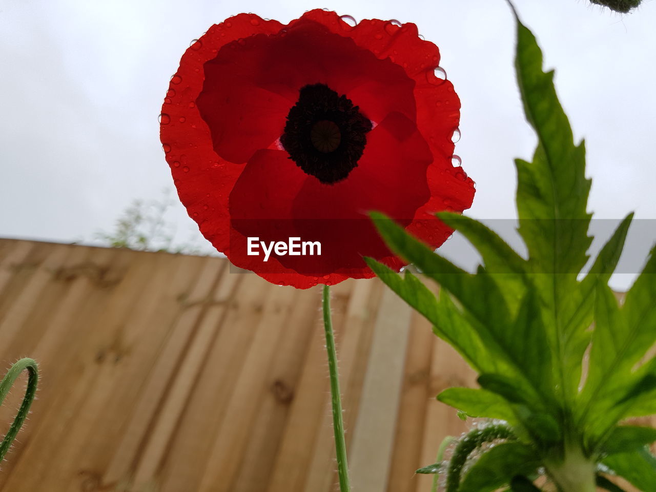 Close-up of red flowers