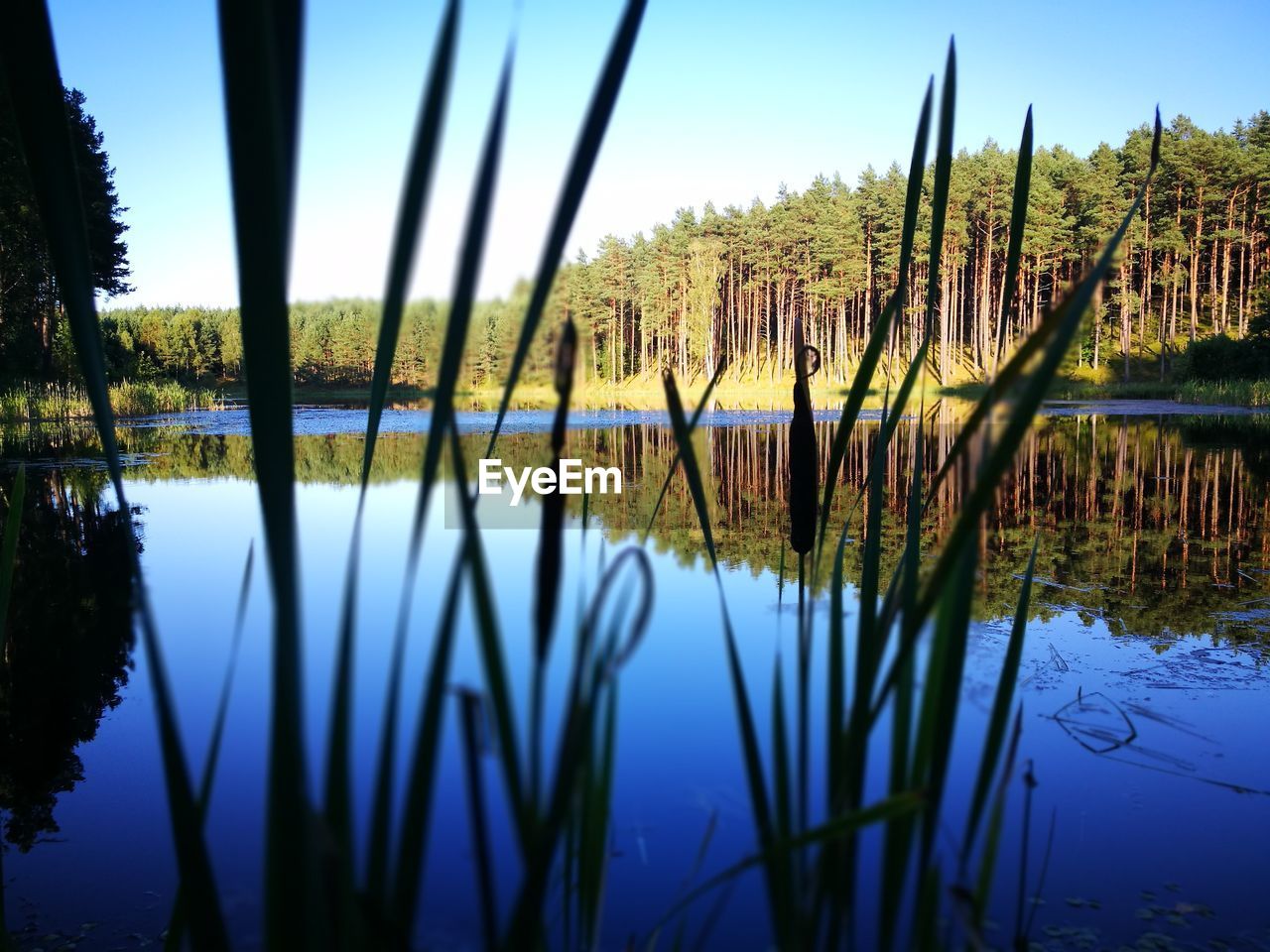 Close-up of plants in lake against sky