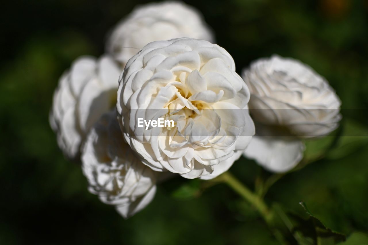 Close-up of white rose flower