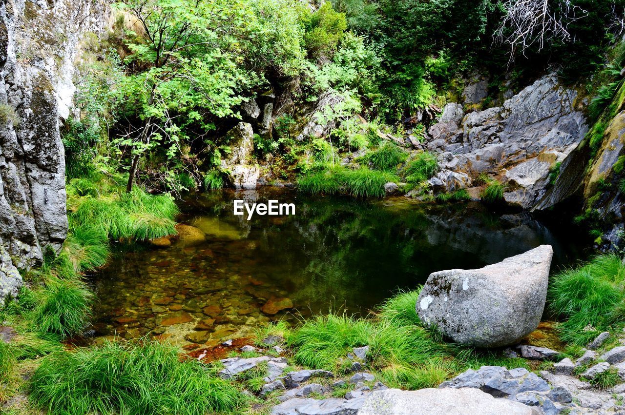 Scenic view of trees by rocks