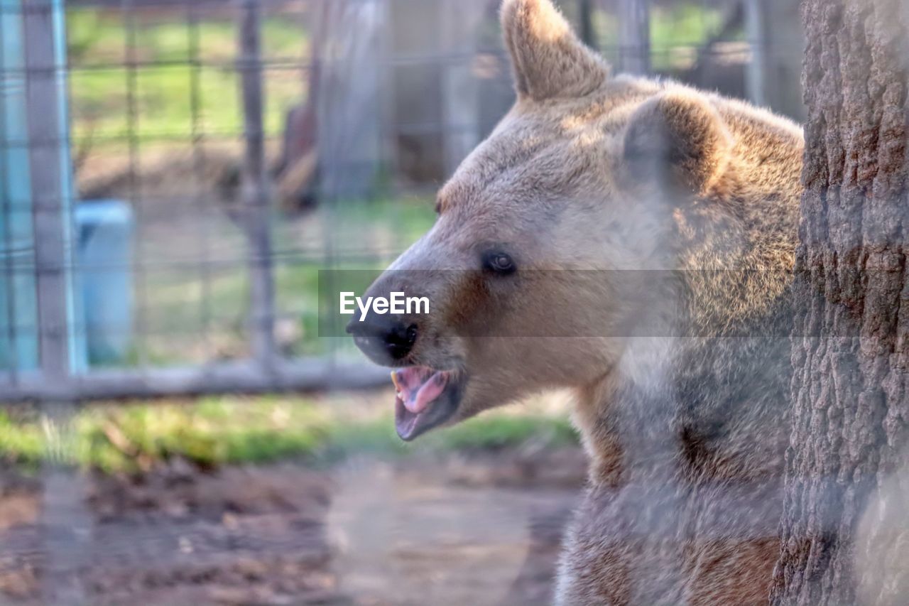 CLOSE-UP OF DOG LOOKING AT THE BACKGROUND