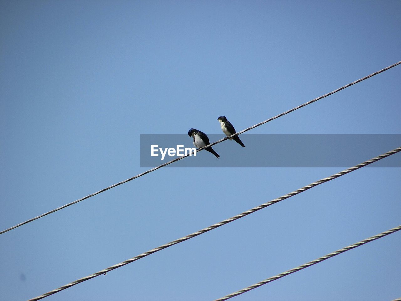 LOW ANGLE VIEW OF BIRDS ON CABLE AGAINST CLEAR SKY