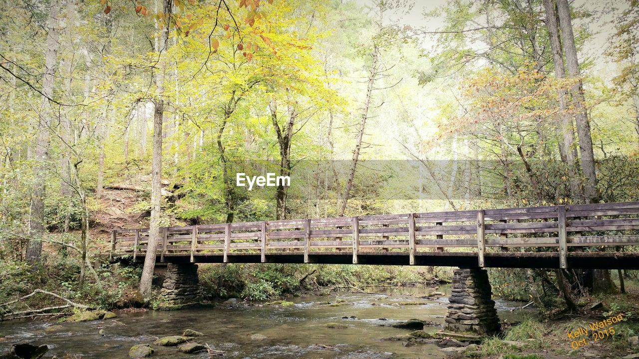 tree, plant, forest, bridge, nature, water, land, woodland, river, tranquility, natural environment, no people, wilderness, beauty in nature, growth, day, wetland, autumn, stream, footbridge, tranquil scene, built structure, non-urban scene, wood, architecture, scenics - nature, railing, outdoors, environment, landscape, green, reflection, tree trunk, idyllic, trunk, branch, creek