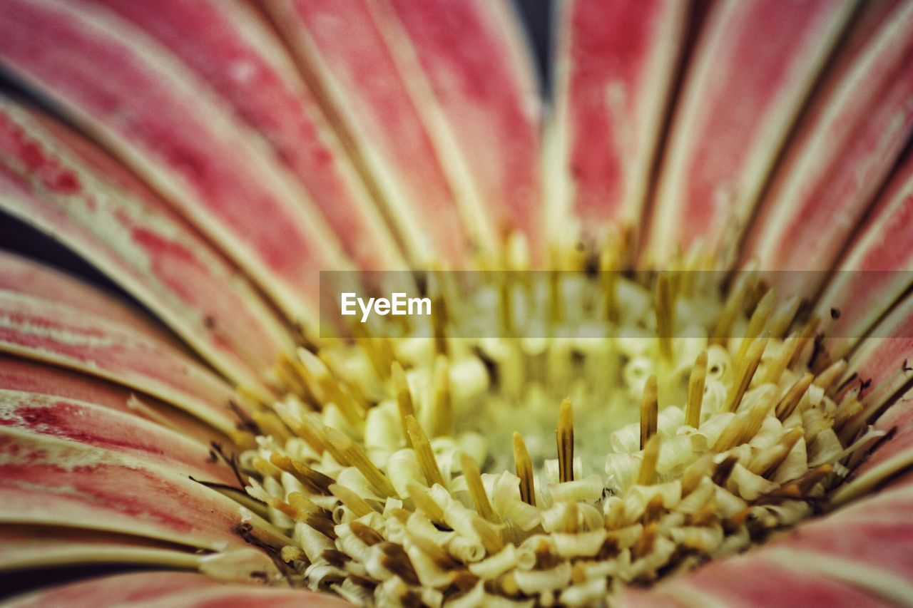 Close-up of flower pollen