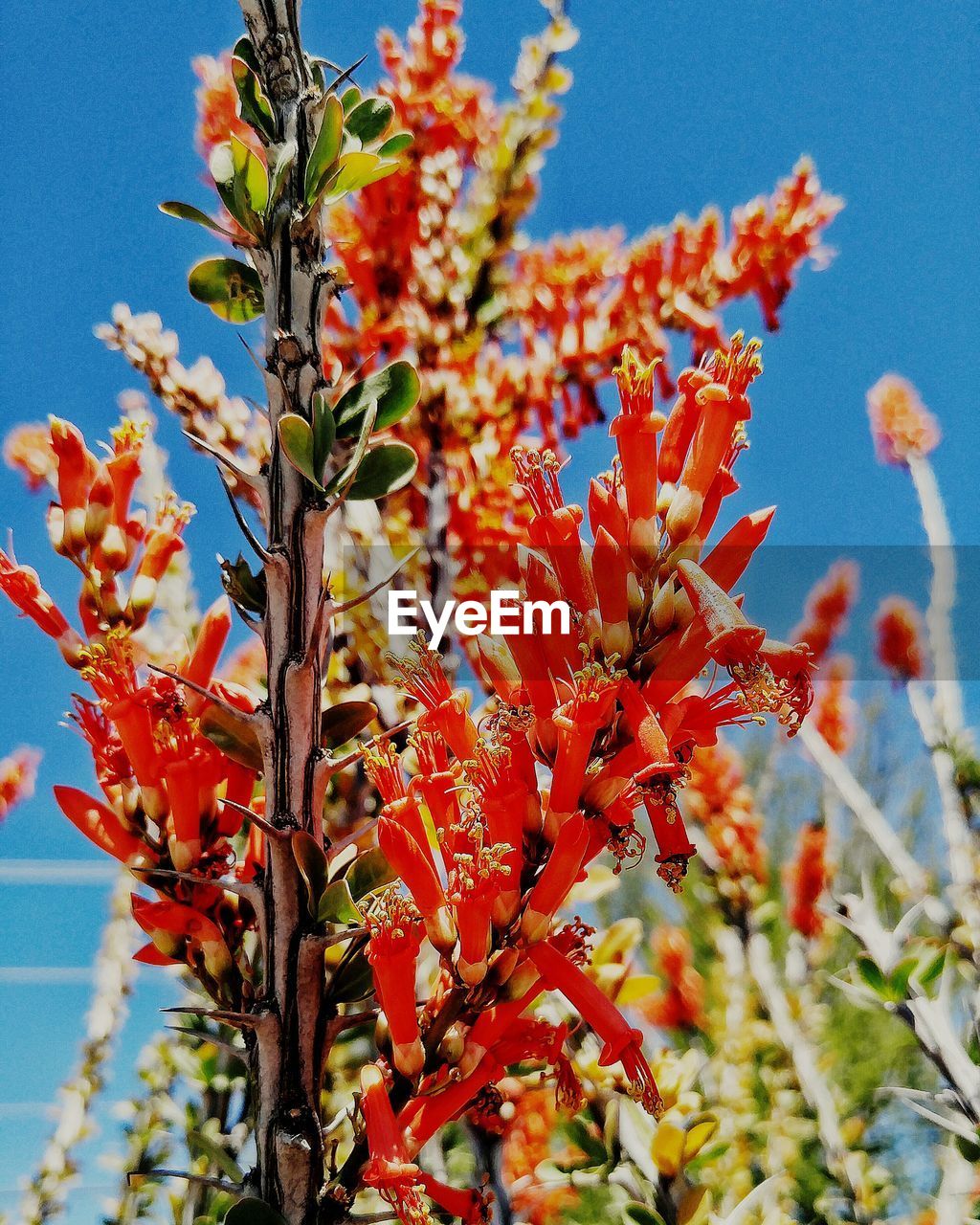 CLOSE-UP OF RED FLOWERS AGAINST BLUE SKY