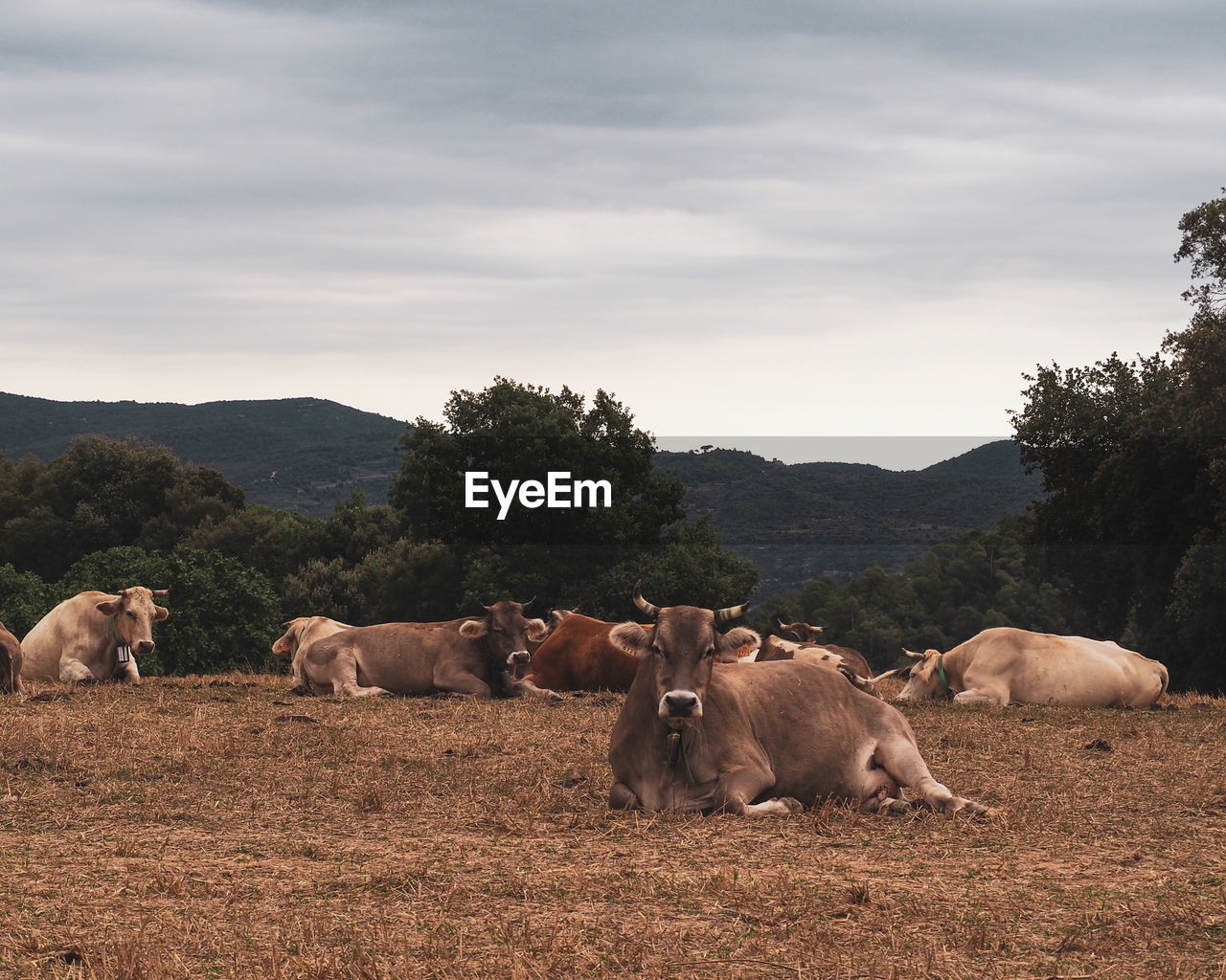 VIEW OF SHEEP ON FIELD