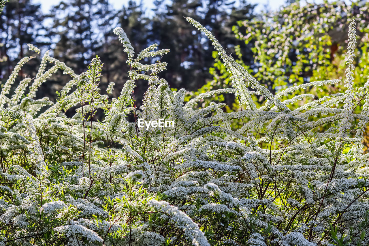 plant, tree, growth, nature, beauty in nature, branch, no people, day, winter, tranquility, cold temperature, snow, flower, green, pinaceae, coniferous tree, land, leaf, pine tree, frost, outdoors, shrub, focus on foreground, forest, sunlight, environment, frozen, close-up, spruce, non-urban scene, low angle view, freshness, scenics - nature, vegetation, woodland, sky, tranquil scene