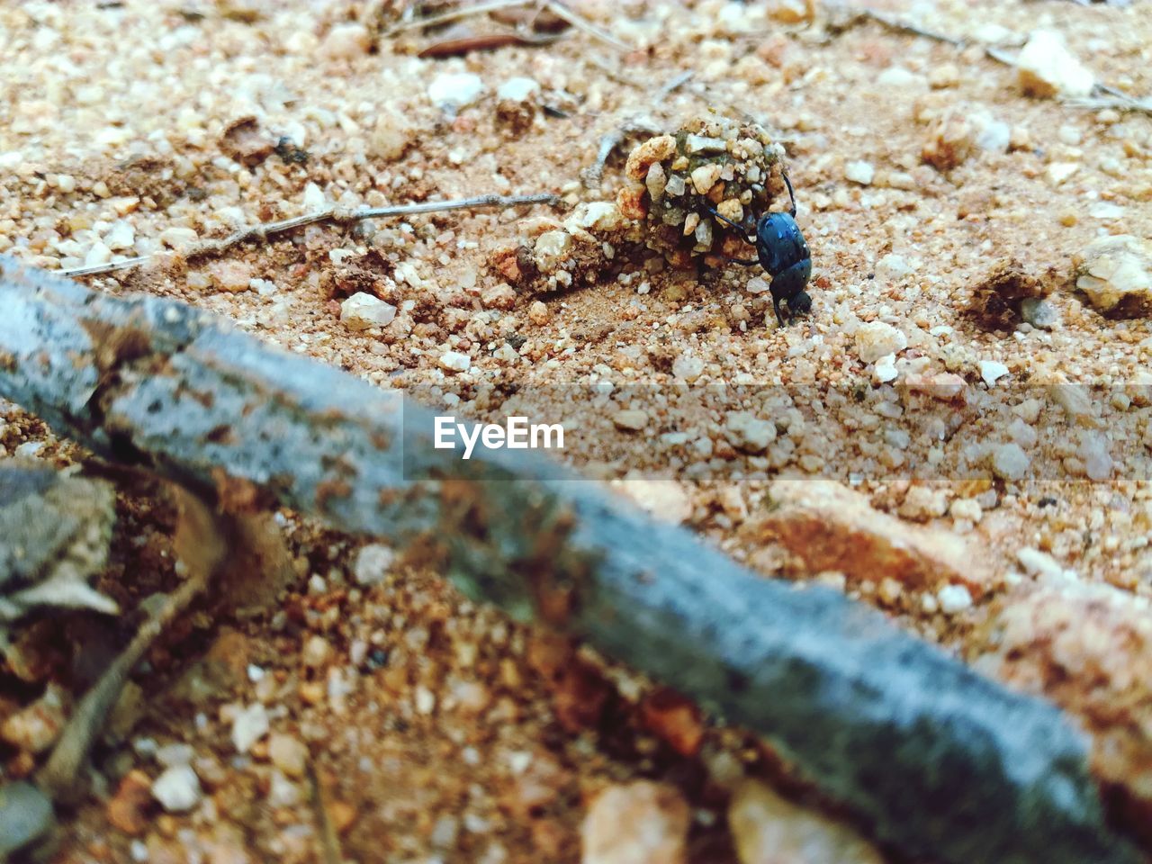 CLOSE-UP OF BEE ON ROCK