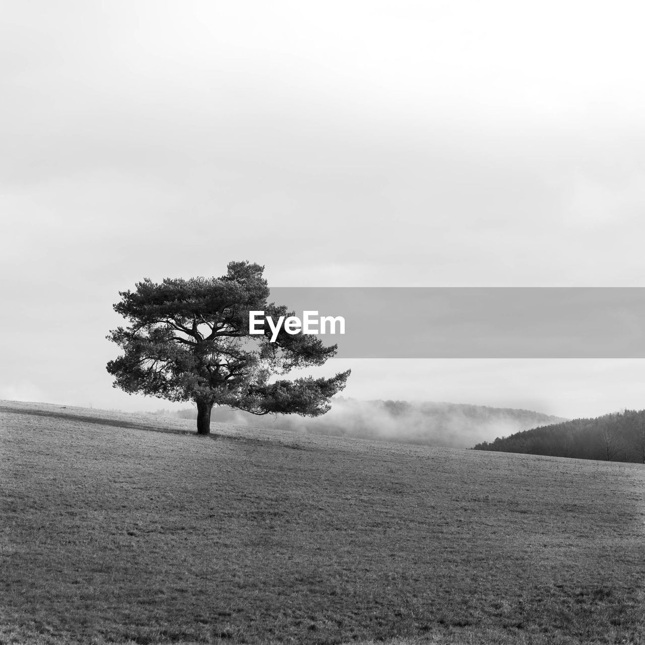 Tree on field against sky