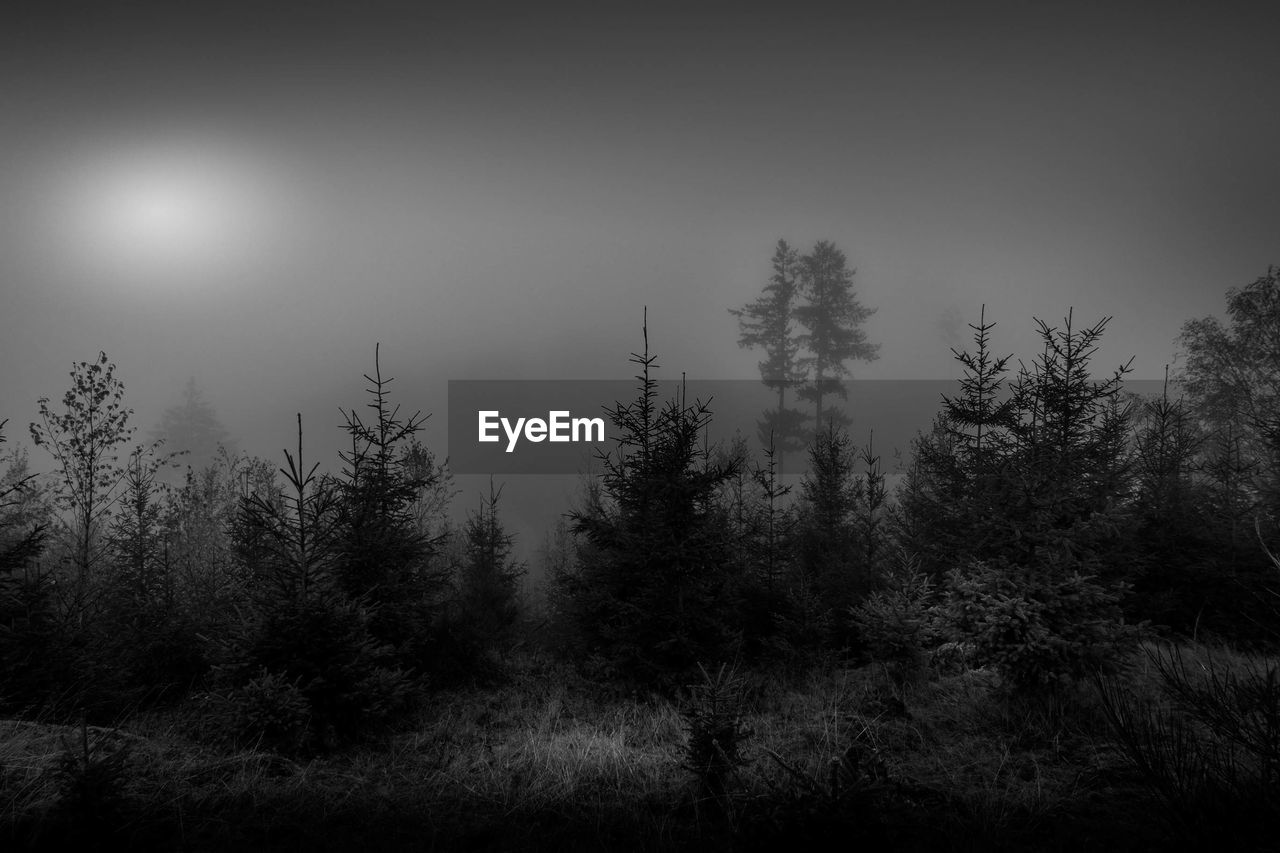 Silhouette of trees in forest during foggy weather